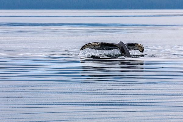 Alaska-Chatham Strait Humpback whale diving